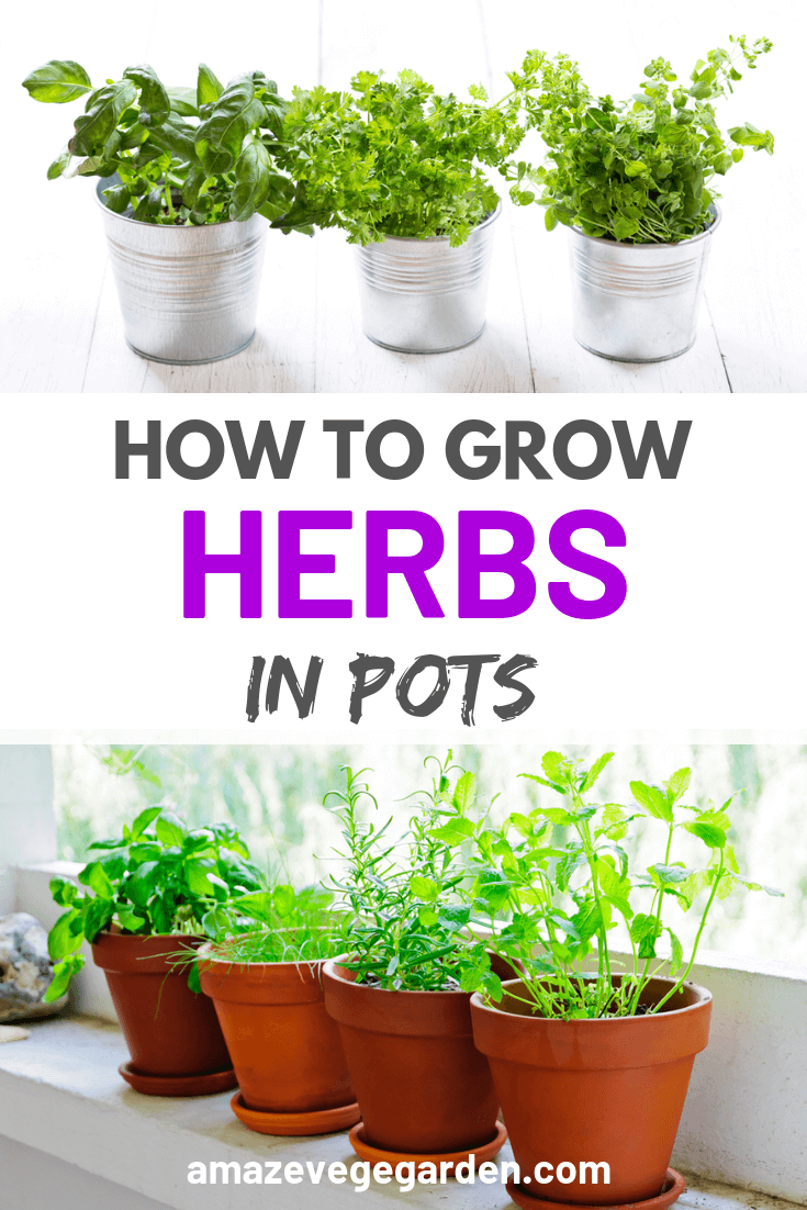 how to grow herbs in pots