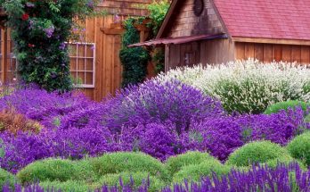 how to grow lavender