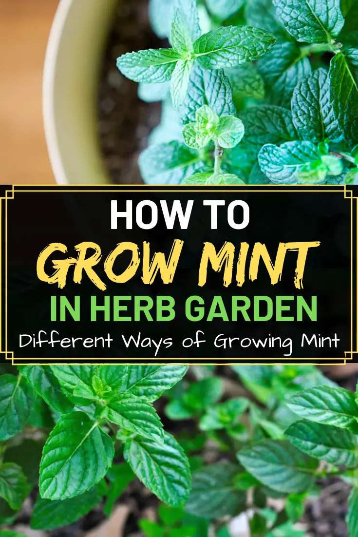 how to grow mint in herb garden