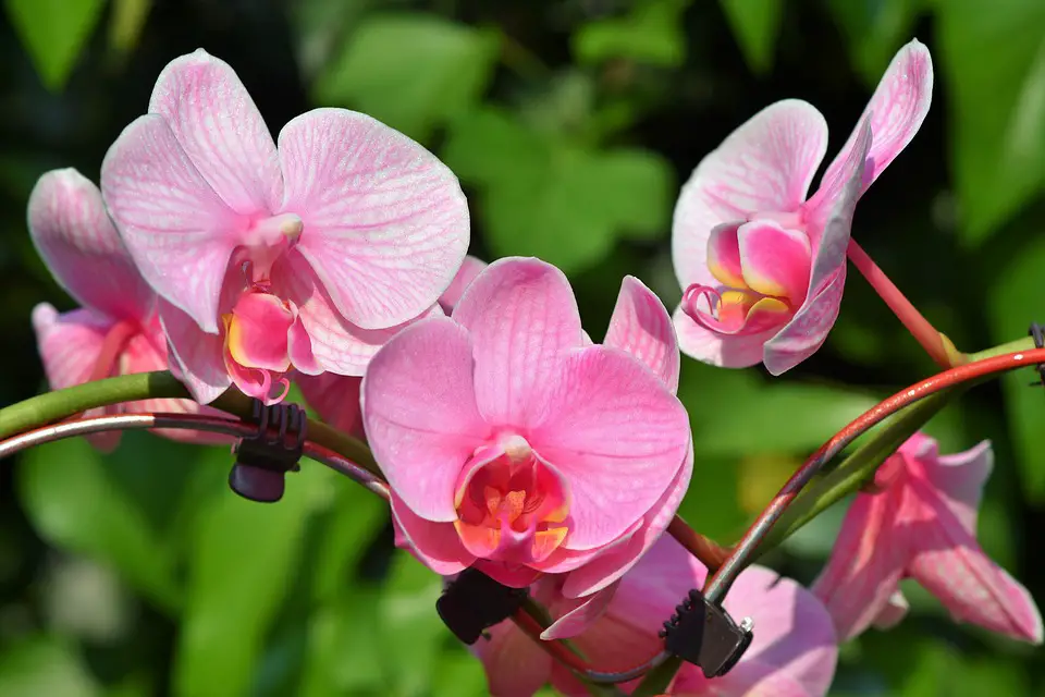 how to rebloom orchids