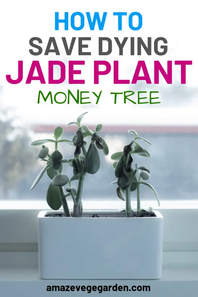 How To Save A Dying Jade Plant Amaze Vege Garden