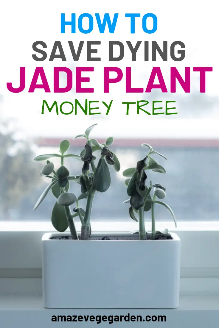 how to save a dying jade plant