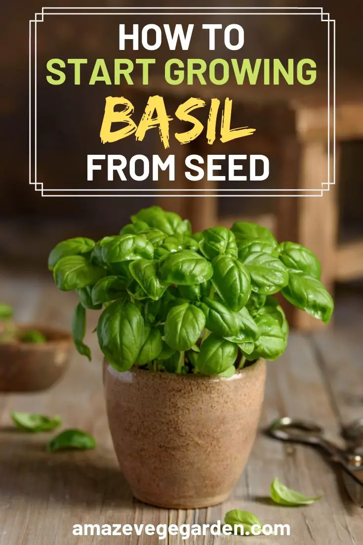 how to start growing basil from seed