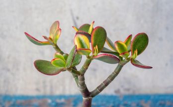 Jade plant yellow leaves