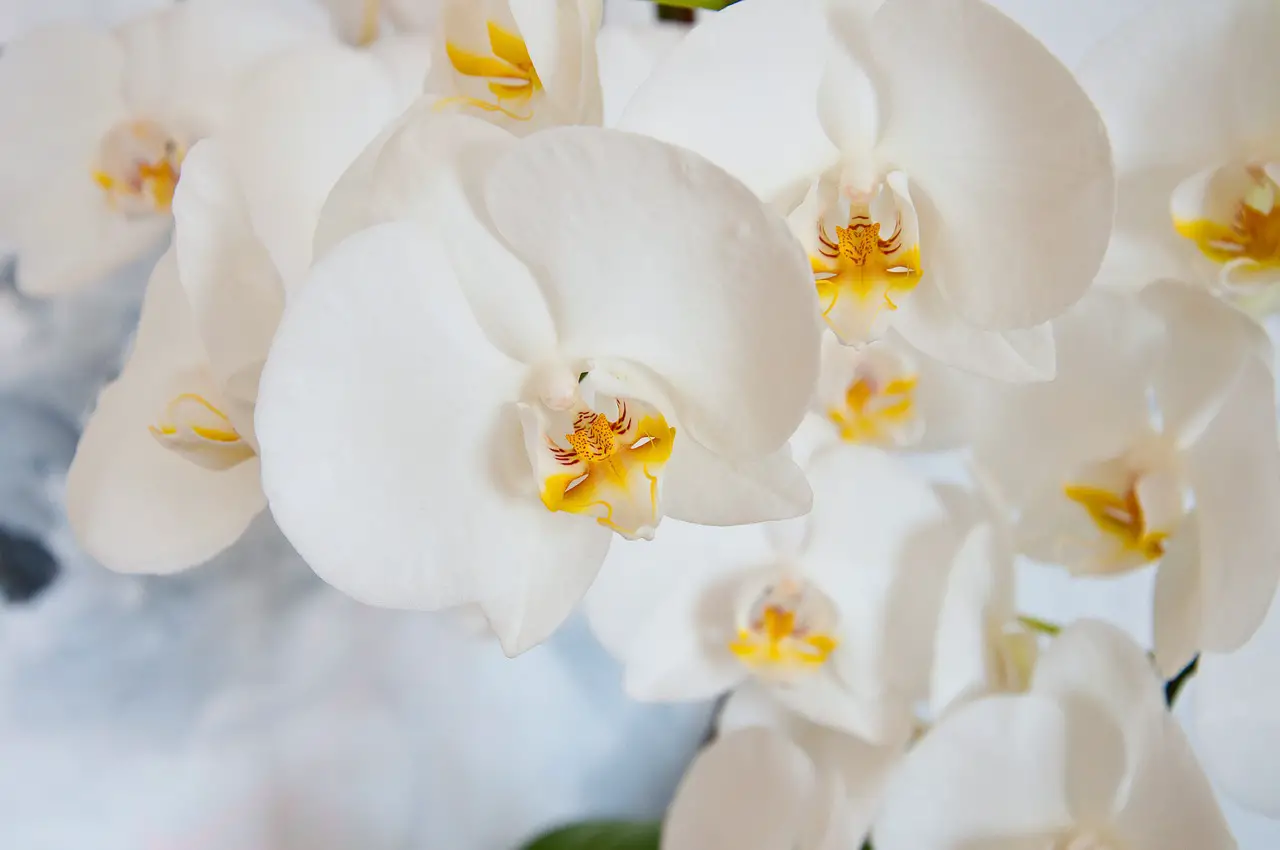 how to rebloom orchids