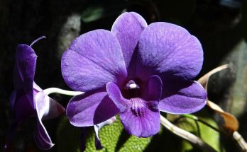 how to rebloom orchids