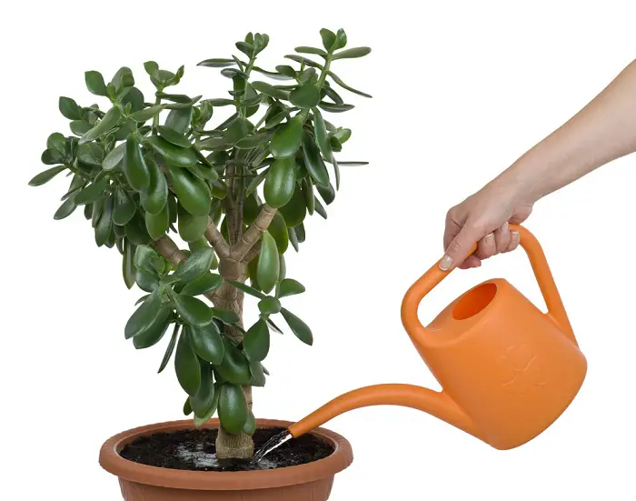 How To Grow A Jade Plant From A Clipping