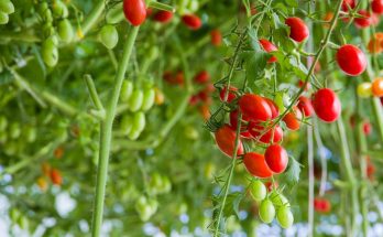 6 way to preserve cherry tomatoes