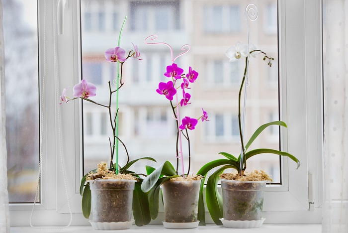 sunlight orchids rebloom