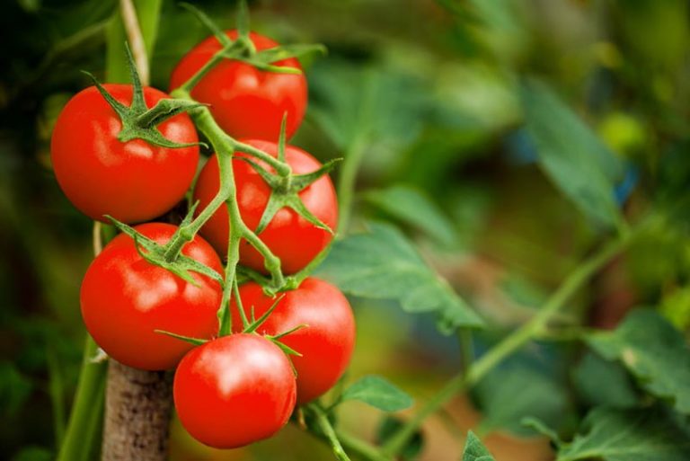 Is a Tomato Fruit or Vegetable? (Yes or No) Amaze Vege Garden