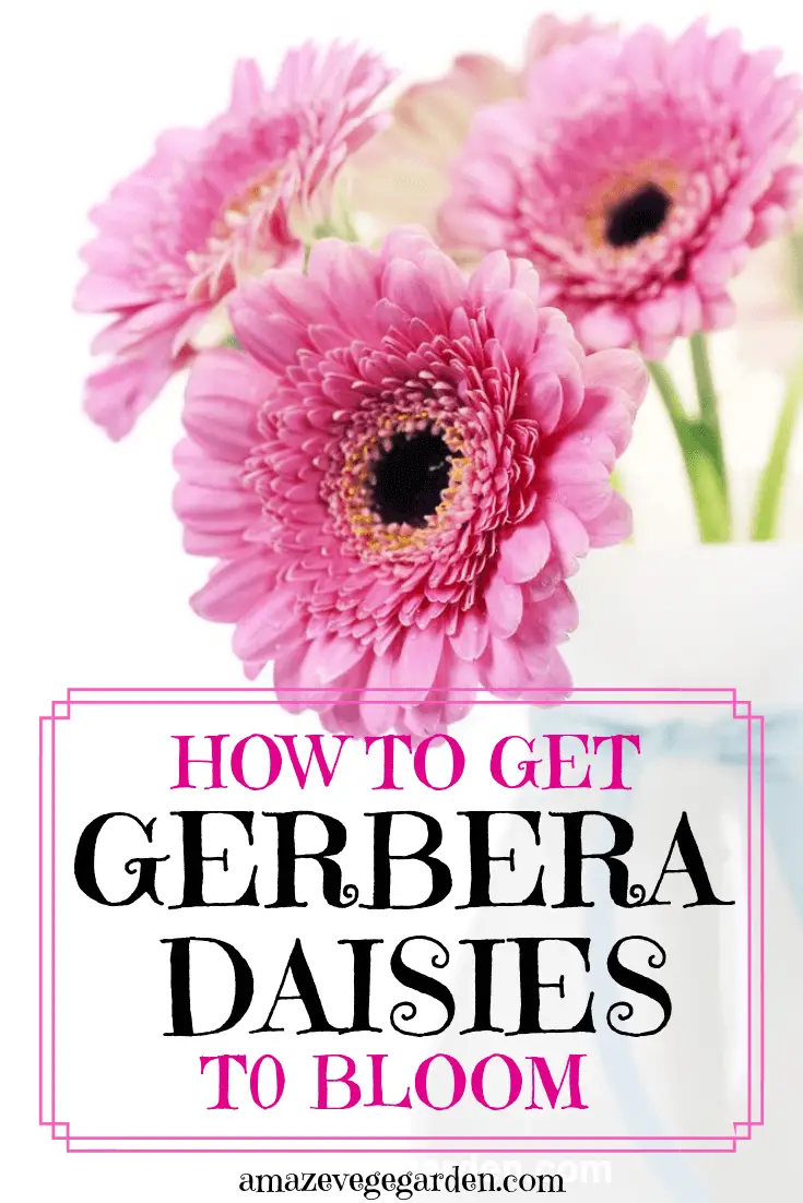 how to get gerbera daisies to bloom