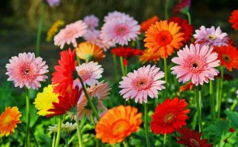 how to get gerbera daisy bloom