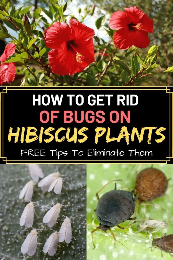 How To Get Rid Of Bugs On Hibiscus Plants Amaze Vege Garden