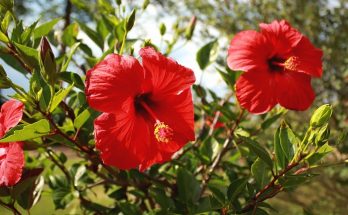 red hibiscus plants