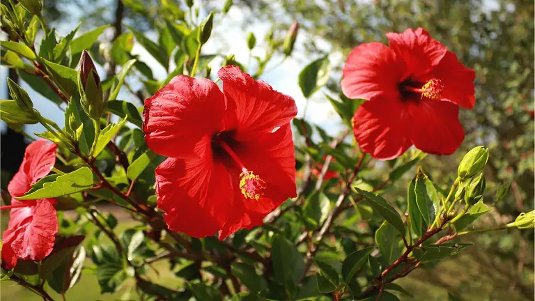red hibiscus plants