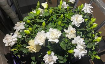 Gardenias in pot