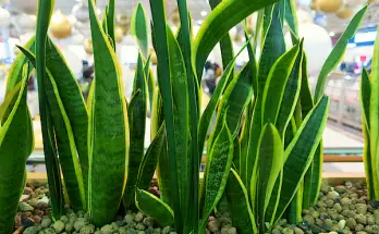 how to grow and care for a snake plant
