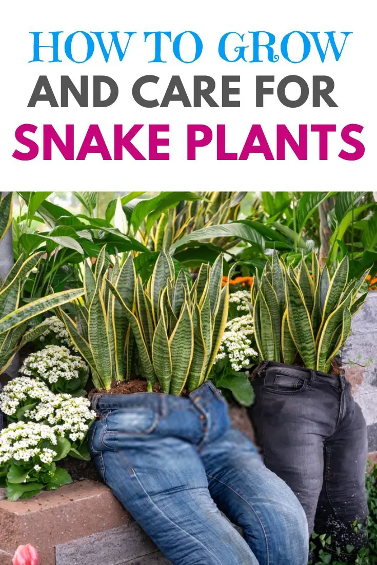 how to grow and care for snake plants