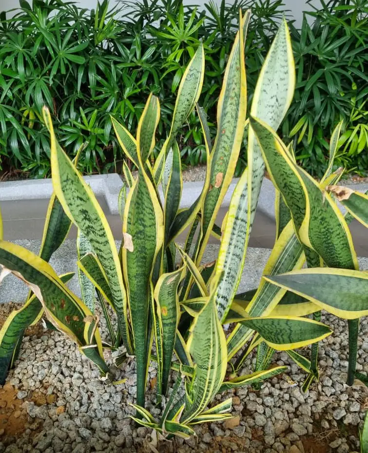 How to Grow and Care for a Snake Plant