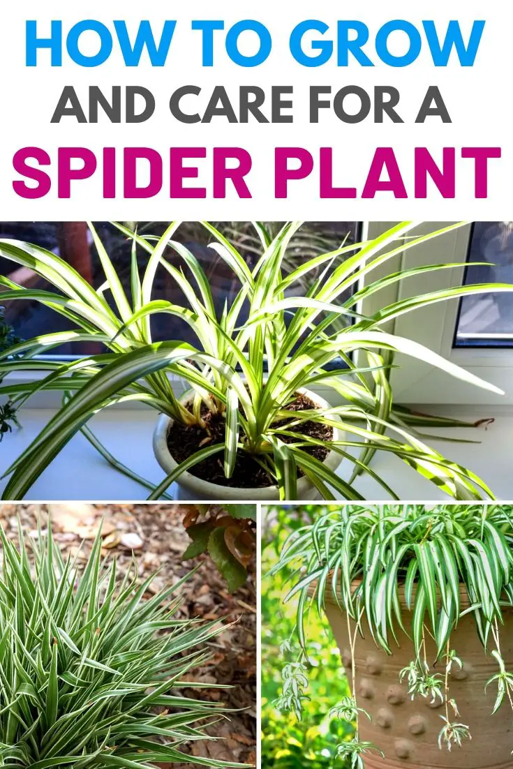 how to grow and care for a spider plant