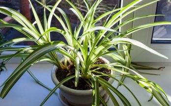 grow and maintain spider plant