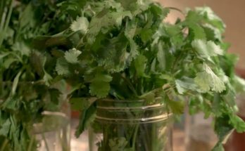 coriander plant