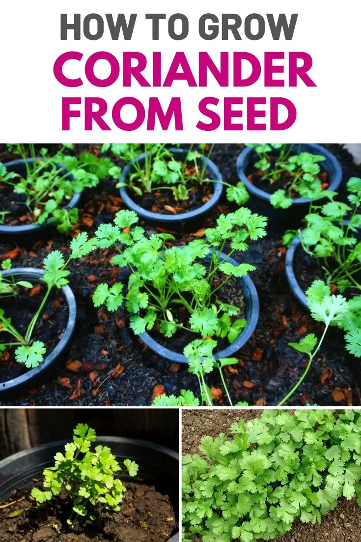 Growing Coriander From Seed