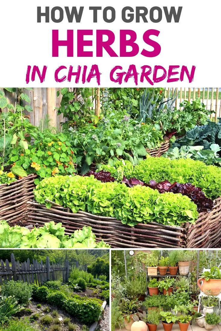How To Grow Herbs In A Chia Garden