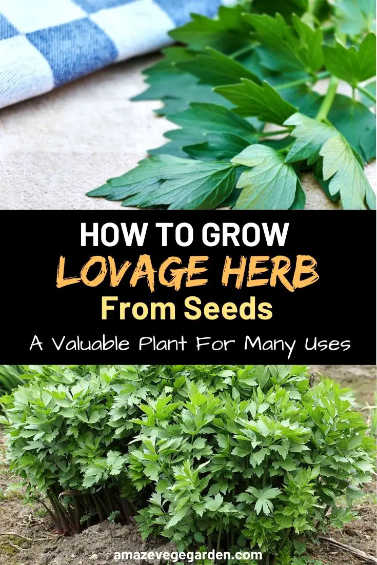 How To Grow Lovage Herb From Seeds