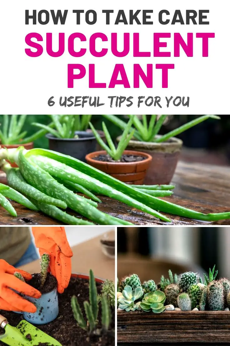 how to care of your succulent plant