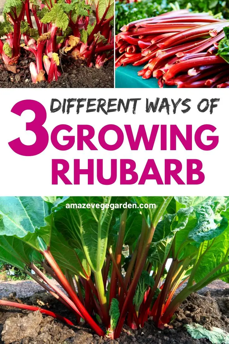 3 different ways of growing rhubarb