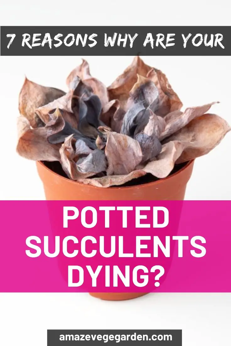 7 reason why are your potted succulents dying