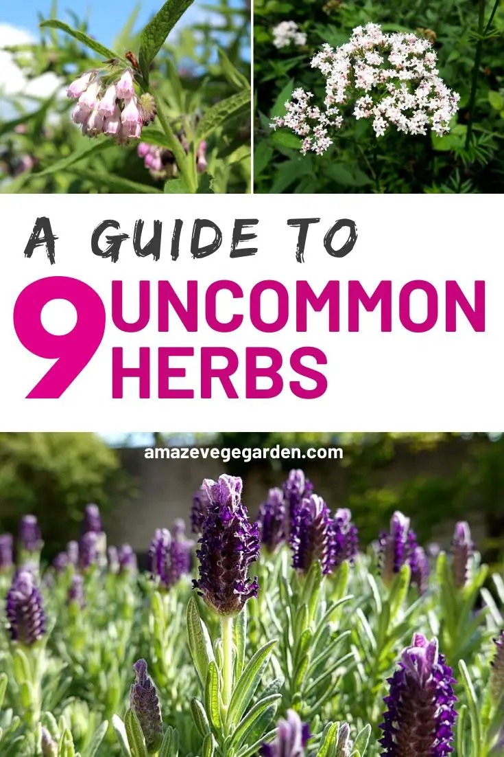 A Guide To 9 Uncommon Herbs