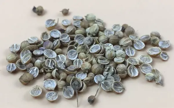 cliantro seeds