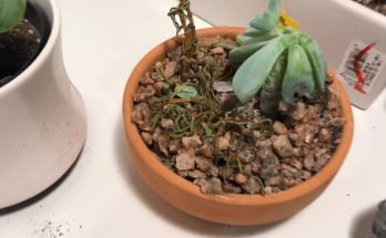 dying succulent