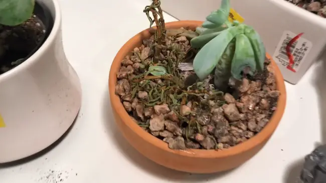 dying succulent