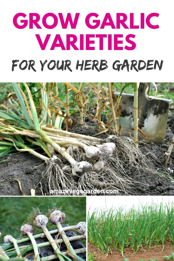 grow garlic varieties for your herb garden