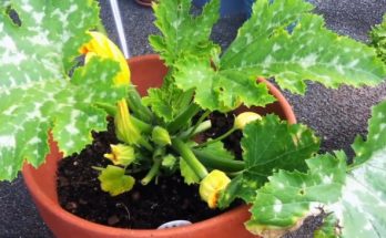 grow zucchini in container