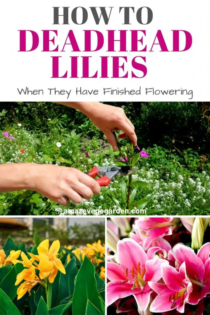 How To Cut or Deadhead Lilies When They Have Finished Flowering Amaze