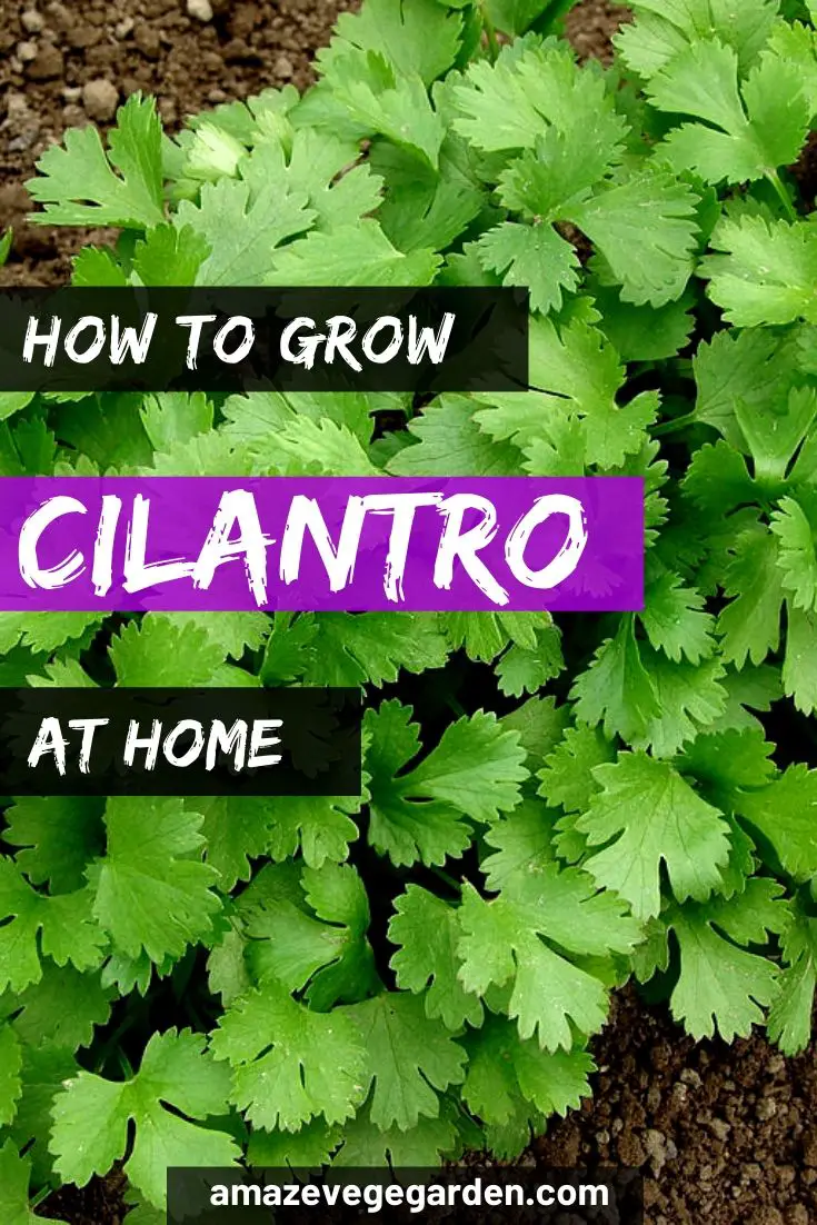 how to grow cilantro at home