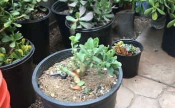 potted succulent