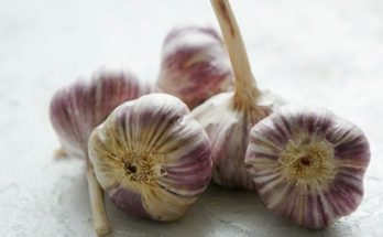 purple garlic