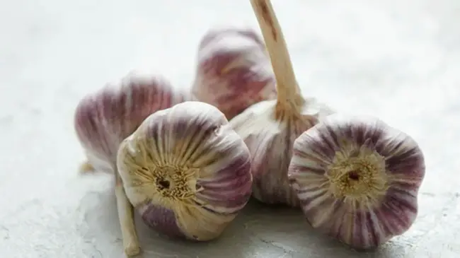 purple garlic