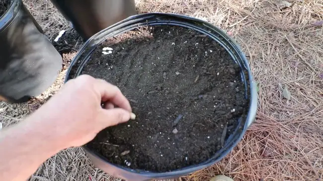 putting soil