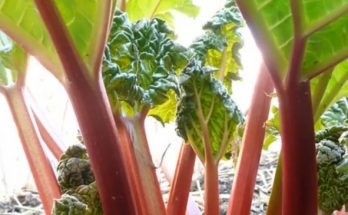 rhubarb plant