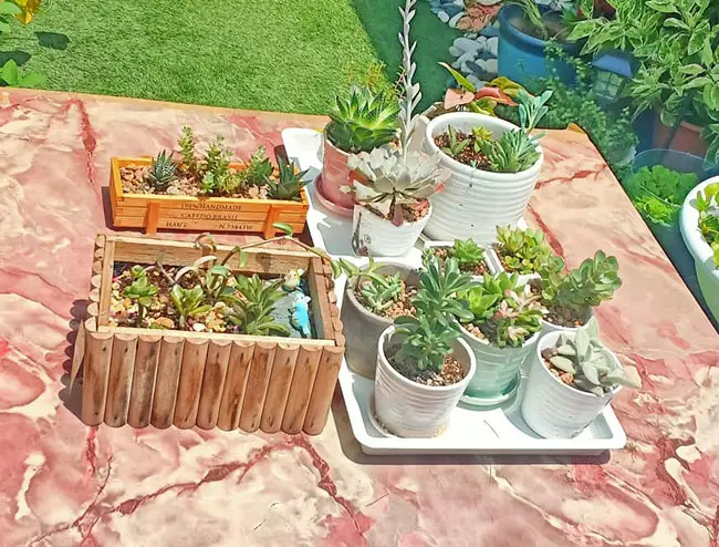 variety succulents