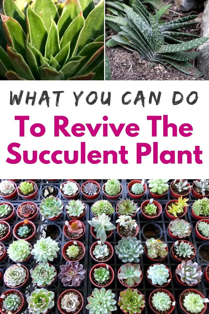 What You Can do To Revive The Succulent Plant