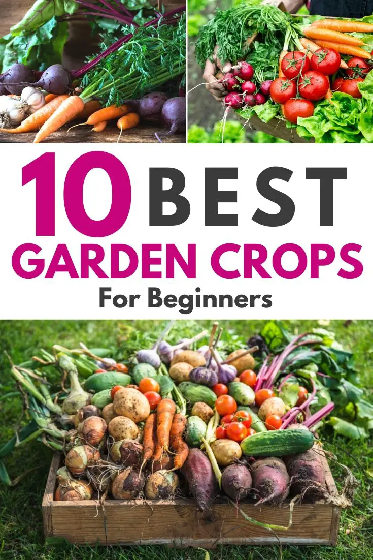 10 Best Garden Crops For Beginners