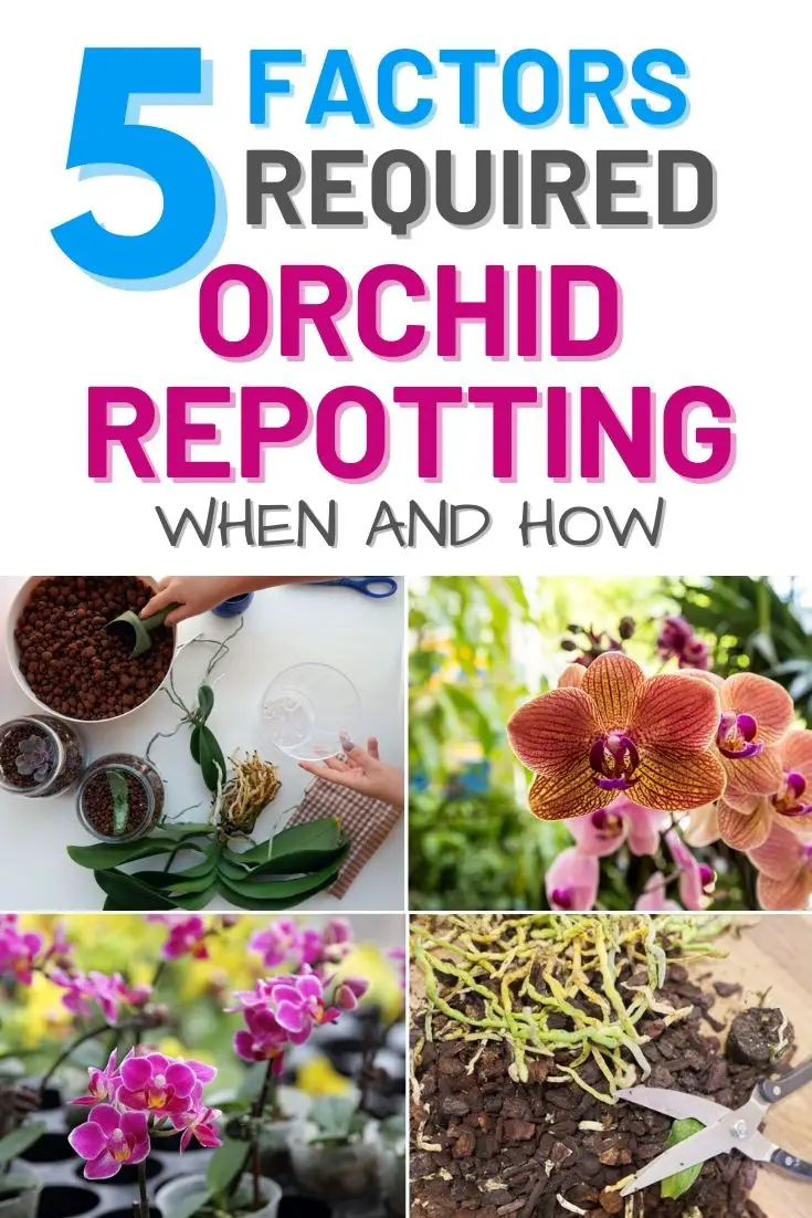 5 Factors Required For Orchid Repotting – When and How