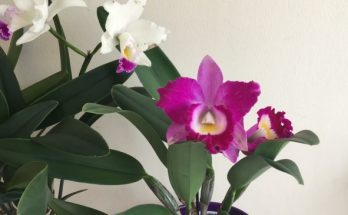 Cattleya